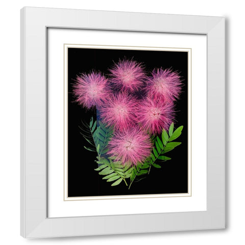 USA-Florida-Celebration-A bouquet of pink powderpuff flowers White Modern Wood Framed Art Print with Double Matting by Looney, Hollice