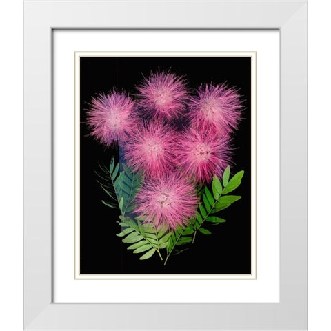 USA-Florida-Celebration-A bouquet of pink powderpuff flowers White Modern Wood Framed Art Print with Double Matting by Looney, Hollice