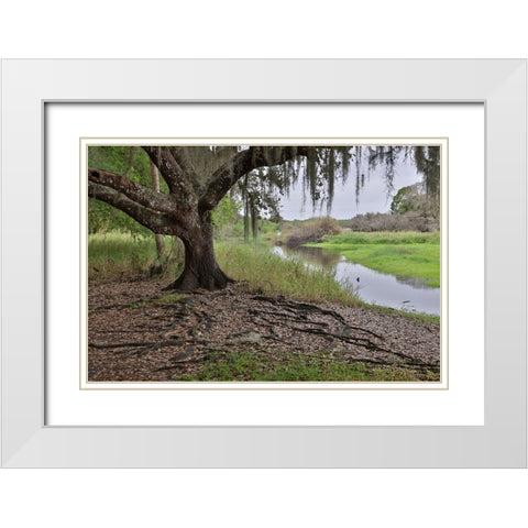 USA-Florida-Sarasota-Myakka River State Park White Modern Wood Framed Art Print with Double Matting by Looney, Hollice