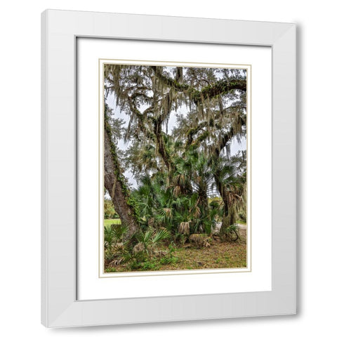 USA-Florida-Sarasota-Myakka River State Park White Modern Wood Framed Art Print with Double Matting by Looney, Hollice