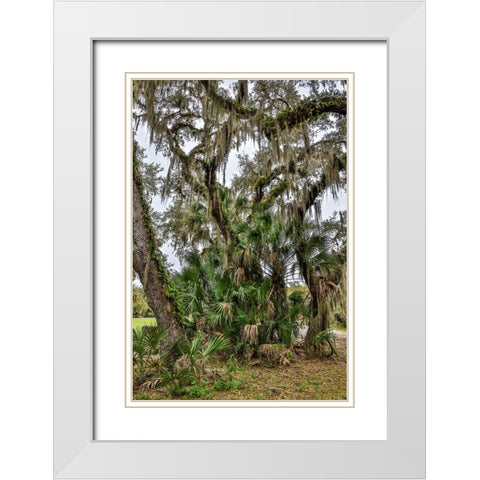 USA-Florida-Sarasota-Myakka River State Park White Modern Wood Framed Art Print with Double Matting by Looney, Hollice