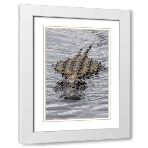 USA-Florida-Sarasota-An Alligator at Myakka River State Park White Modern Wood Framed Art Print with Double Matting by Looney, Hollice