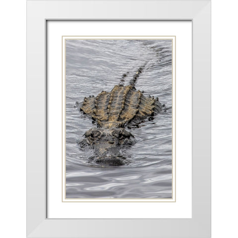 USA-Florida-Sarasota-An Alligator at Myakka River State Park White Modern Wood Framed Art Print with Double Matting by Looney, Hollice