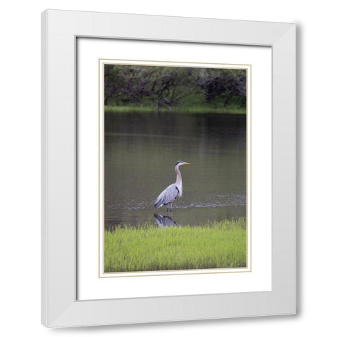 USA-Florida-Sarasota-A grey heron at Myakka River State Park White Modern Wood Framed Art Print with Double Matting by Looney, Hollice