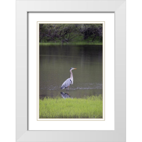 USA-Florida-Sarasota-A grey heron at Myakka River State Park White Modern Wood Framed Art Print with Double Matting by Looney, Hollice