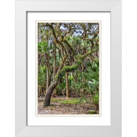 USA-Florida-Sarasota-Myakka River State Park White Modern Wood Framed Art Print with Double Matting by Looney, Hollice