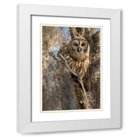 Barred owl- aka hoot owl in tree- Florida- USA White Modern Wood Framed Art Print with Double Matting by McDonald, Joe and Maryann