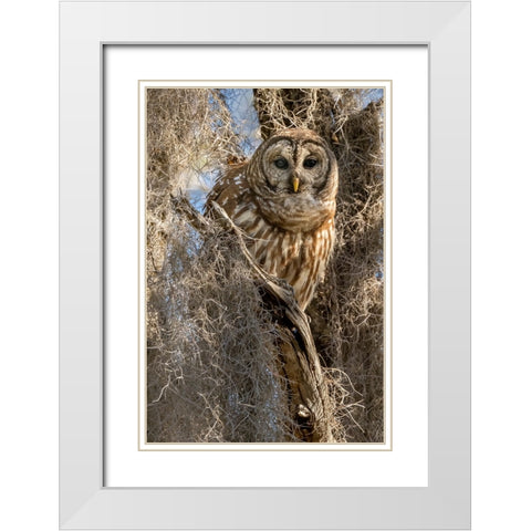 Barred owl- aka hoot owl in tree- Florida- USA White Modern Wood Framed Art Print with Double Matting by McDonald, Joe and Maryann