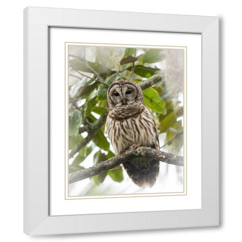 Barred owl- aka hoot owl in tree- Florida- USA White Modern Wood Framed Art Print with Double Matting by McDonald, Joe and Maryann