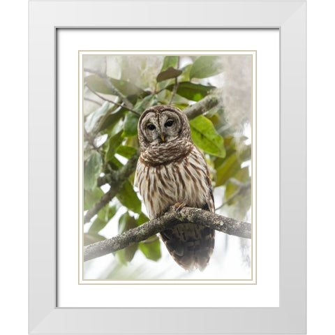 Barred owl- aka hoot owl in tree- Florida- USA White Modern Wood Framed Art Print with Double Matting by McDonald, Joe and Maryann
