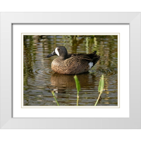 Blue-winged teal- Florida- USA White Modern Wood Framed Art Print with Double Matting by McDonald, Joe and Maryann