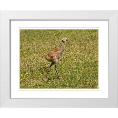Florida sandhill crane colt- Florida- USA White Modern Wood Framed Art Print with Double Matting by McDonald, Joe and Maryann