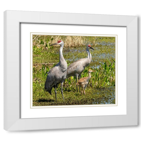 Florida sandhill crane adult with colt- Florida- USA White Modern Wood Framed Art Print with Double Matting by McDonald, Joe and Maryann