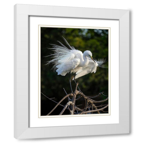 Great Egret- Florida- USA White Modern Wood Framed Art Print with Double Matting by McDonald, Joe and Maryann
