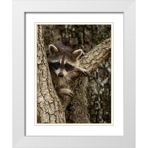 Raccoon- Florida- USA White Modern Wood Framed Art Print with Double Matting by McDonald, Joe and Maryann
