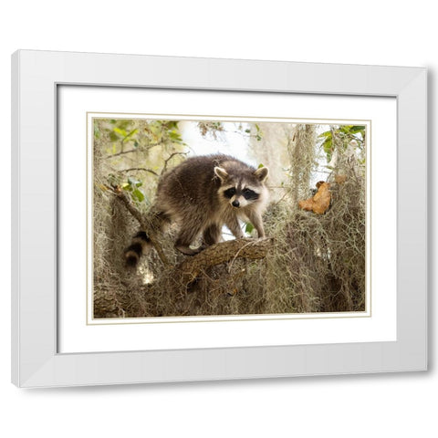 Raccoon- Florida- USA White Modern Wood Framed Art Print with Double Matting by McDonald, Joe and Maryann