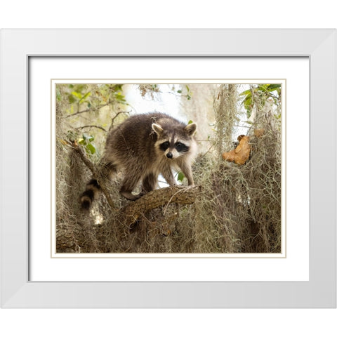 Raccoon- Florida- USA White Modern Wood Framed Art Print with Double Matting by McDonald, Joe and Maryann