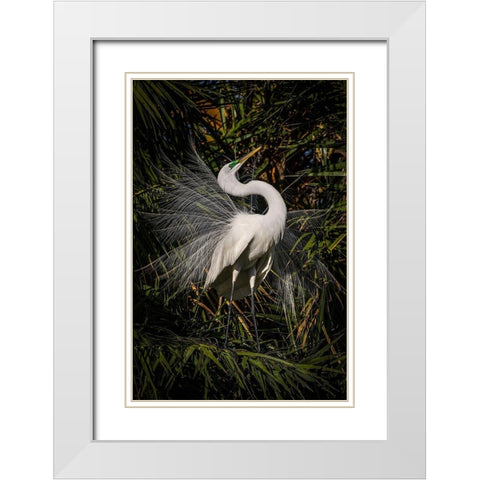 A great egret performs frequent displays using its showy plumage during the breeding season White Modern Wood Framed Art Print with Double Matting by Richardson, Larry