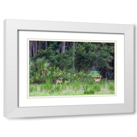 Good habitat white-tailed deer often have twins White Modern Wood Framed Art Print with Double Matting by Richardson, Larry