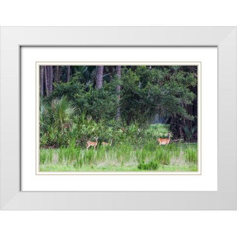Good habitat white-tailed deer often have twins White Modern Wood Framed Art Print with Double Matting by Richardson, Larry