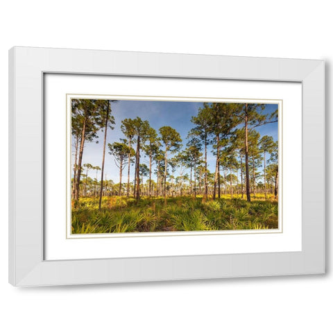 Florida pine forest is maintained by periodic-low intensity fires White Modern Wood Framed Art Print with Double Matting by Richardson, Larry
