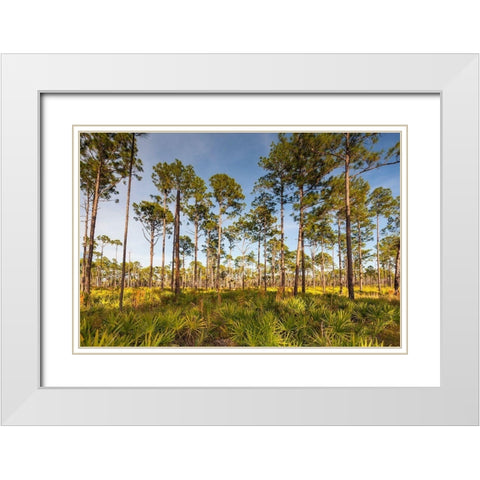 Florida pine forest is maintained by periodic-low intensity fires White Modern Wood Framed Art Print with Double Matting by Richardson, Larry