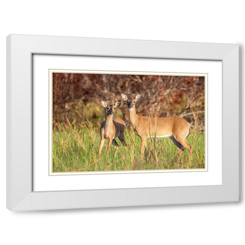 White-tailed deer in prairie-Florida White Modern Wood Framed Art Print with Double Matting by Richardson, Larry