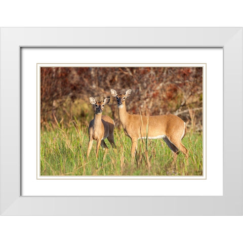 White-tailed deer in prairie-Florida White Modern Wood Framed Art Print with Double Matting by Richardson, Larry