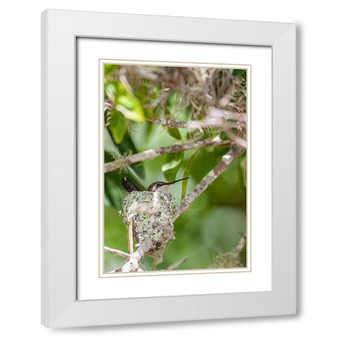 Ruby-throated hummingbird on nest-Florida White Modern Wood Framed Art Print with Double Matting by Richardson, Larry