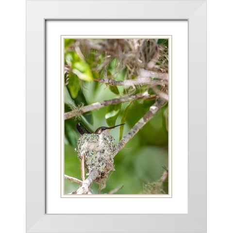 Ruby-throated hummingbird on nest-Florida White Modern Wood Framed Art Print with Double Matting by Richardson, Larry