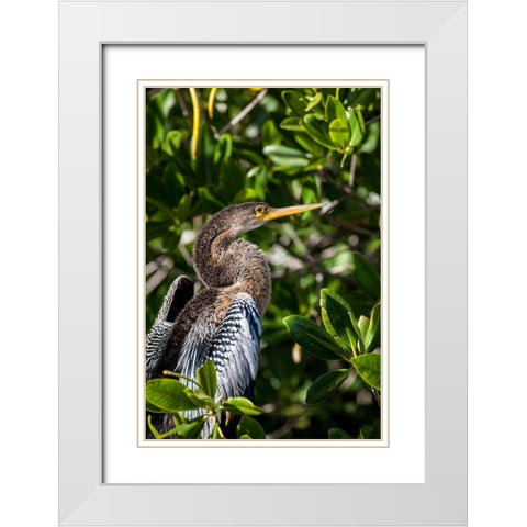 Female anhinga perched on mangrove branch in Florida White Modern Wood Framed Art Print with Double Matting by Richardson, Larry