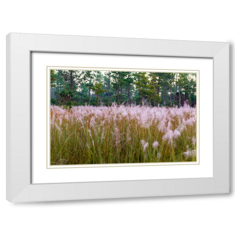 Blooming Muhly grass in a prairie managed by prescribed fire White Modern Wood Framed Art Print with Double Matting by Richardson, Larry