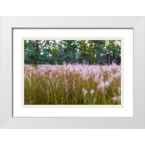 Blooming Muhly grass in a prairie managed by prescribed fire White Modern Wood Framed Art Print with Double Matting by Richardson, Larry