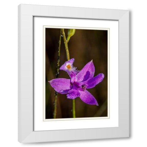 Grass Pink orchids grow in a South Florida prairie White Modern Wood Framed Art Print with Double Matting by Richardson, Larry