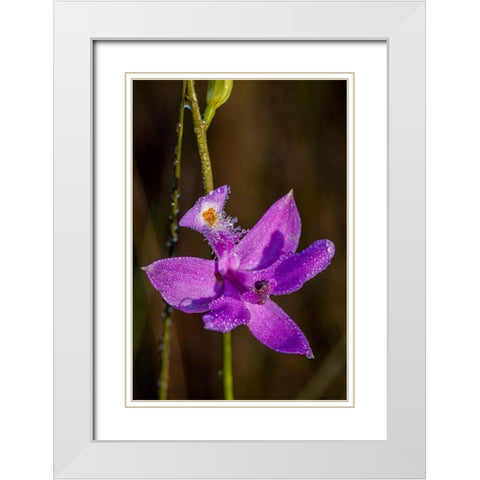 Grass Pink orchids grow in a South Florida prairie White Modern Wood Framed Art Print with Double Matting by Richardson, Larry