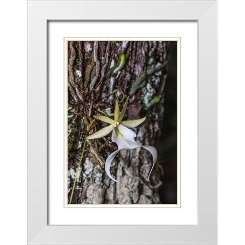 Rare ghost orchid only grows in swamps in South Florida White Modern Wood Framed Art Print with Double Matting by Richardson, Larry