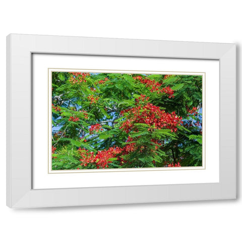 Royal Poinciana tree produces beautiful red flowers White Modern Wood Framed Art Print with Double Matting by Richardson, Larry