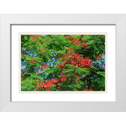Royal Poinciana tree produces beautiful red flowers White Modern Wood Framed Art Print with Double Matting by Richardson, Larry