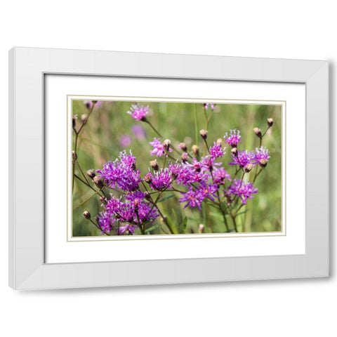 Florida ironweed White Modern Wood Framed Art Print with Double Matting by Richardson, Larry