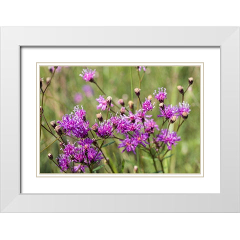 Florida ironweed White Modern Wood Framed Art Print with Double Matting by Richardson, Larry