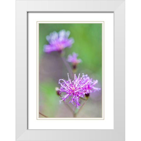 Florida ironweed White Modern Wood Framed Art Print with Double Matting by Richardson, Larry