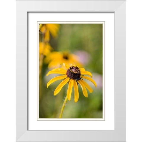 Black-eyed Susan blooms White Modern Wood Framed Art Print with Double Matting by Richardson, Larry