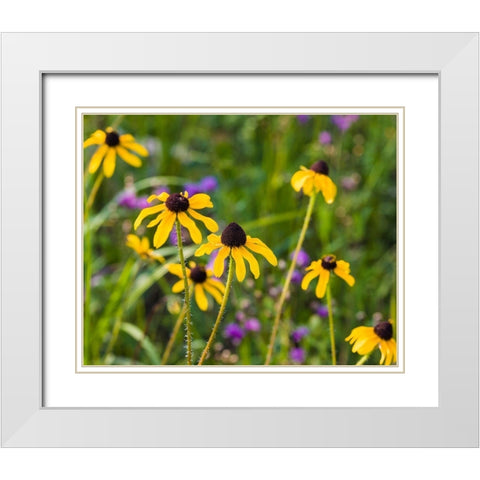 Black-eyed Susan blooms White Modern Wood Framed Art Print with Double Matting by Richardson, Larry