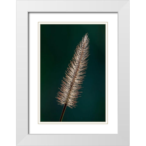 Foxtail grass White Modern Wood Framed Art Print with Double Matting by Richardson, Larry