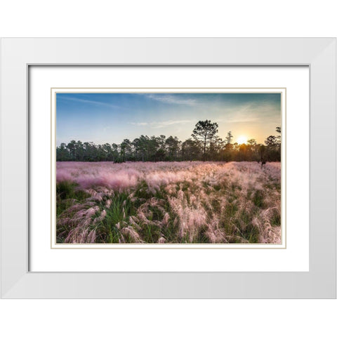 Pink blooming Muhly grass fills a recently burned prairie in south Florida White Modern Wood Framed Art Print with Double Matting by Richardson, Larry