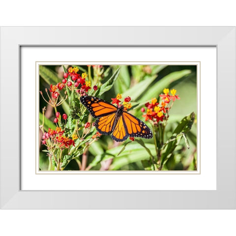 Monarch butterfly lights on a milkweed bloom White Modern Wood Framed Art Print with Double Matting by Richardson, Larry