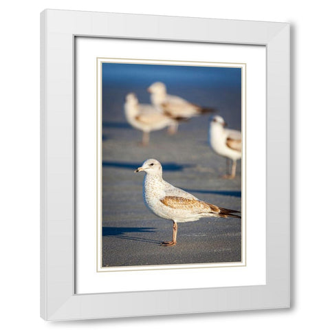 Portrait of a ring-billed gull White Modern Wood Framed Art Print with Double Matting by Richardson, Larry