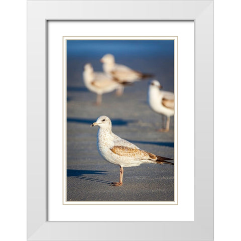 Portrait of a ring-billed gull White Modern Wood Framed Art Print with Double Matting by Richardson, Larry