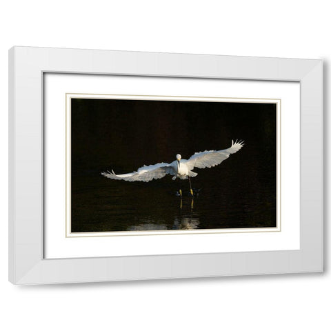 Snowy egret hunting-Green Cay Wetlands-Florida White Modern Wood Framed Art Print with Double Matting by Pryor, Maresa