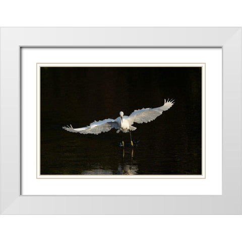 Snowy egret hunting-Green Cay Wetlands-Florida White Modern Wood Framed Art Print with Double Matting by Pryor, Maresa